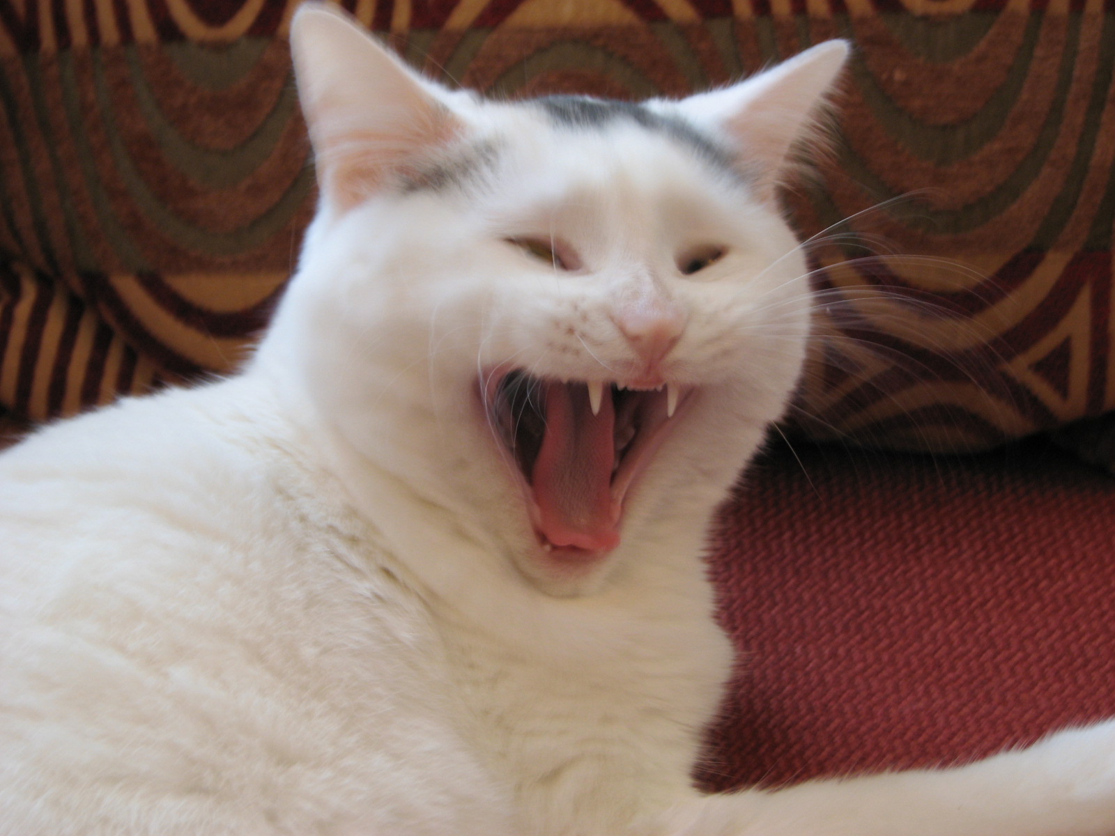 a black and white cat yawns while laying on the floor