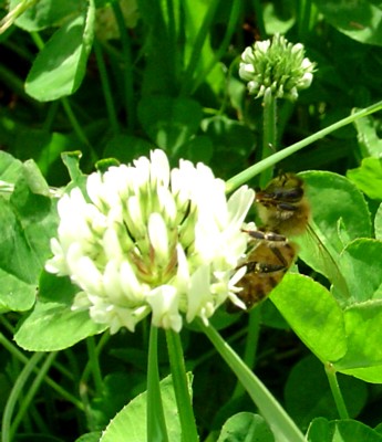 a bee is resting on the tip of a flower