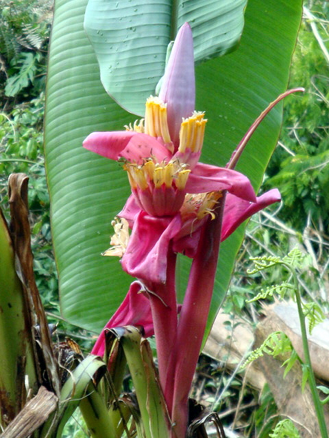 a large flower with pink petals and yellow stamens