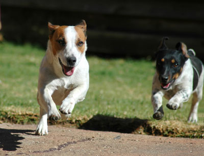 two dogs running and jumping in the air together