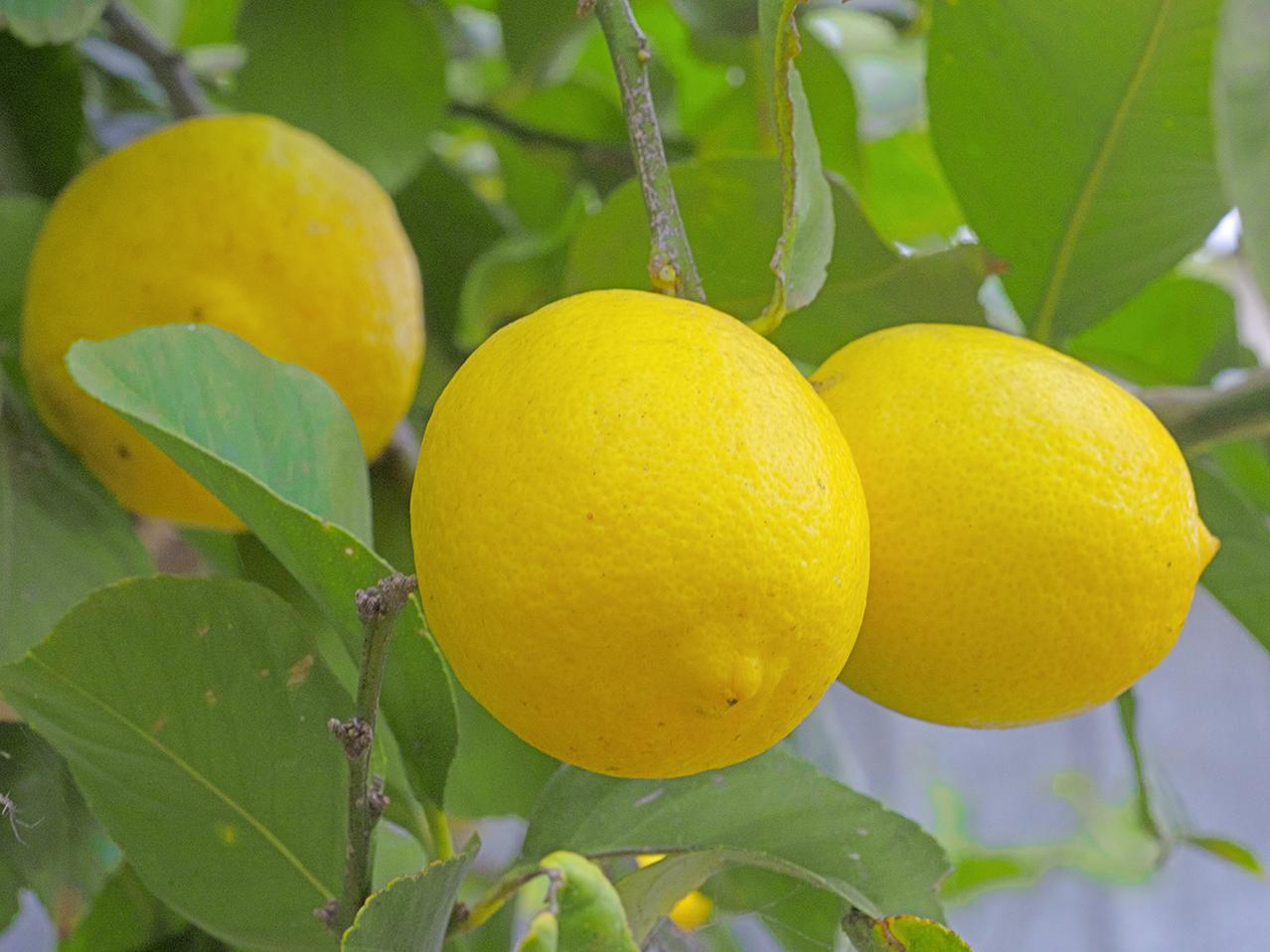 yellow fruits hanging on the nches of a tree