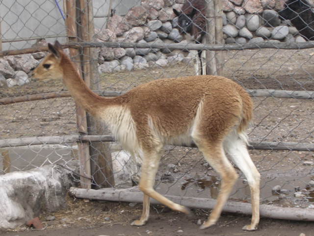 an alpaca running by a fence and rocks