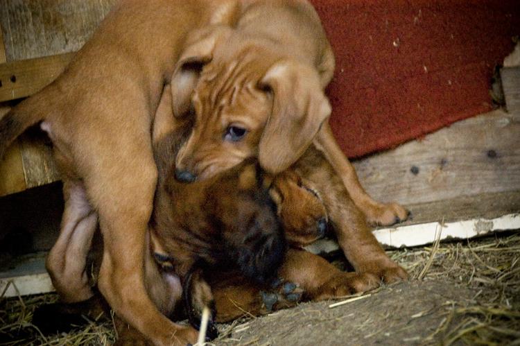 two dogs curled up in front of a barn door