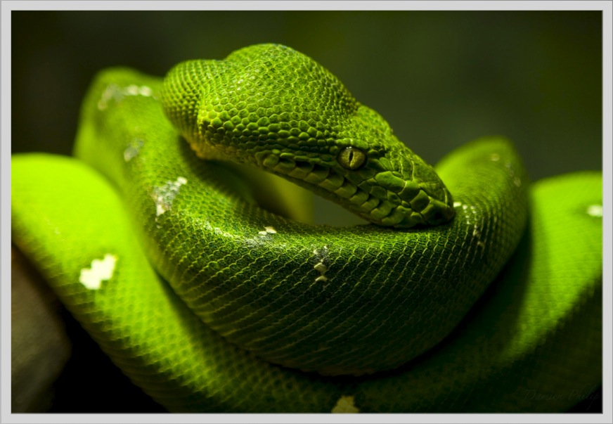 a green snake is shown with a dark background