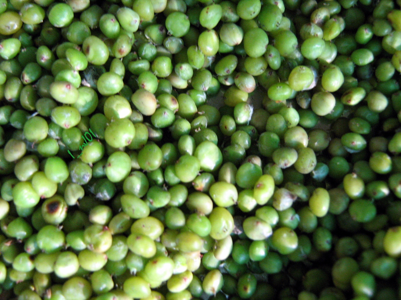 several pieces of green food with brown spots