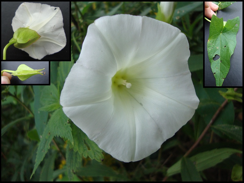 a po shows four different ss of white flowers