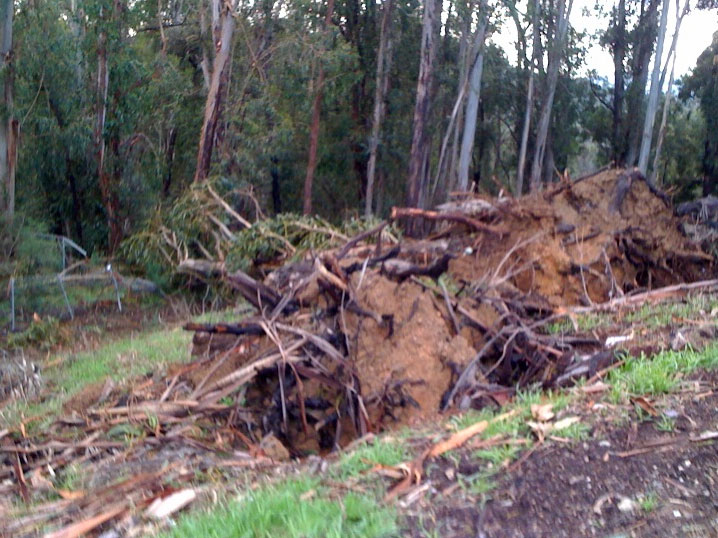 large chunks of wood litter the ground in front of some trees