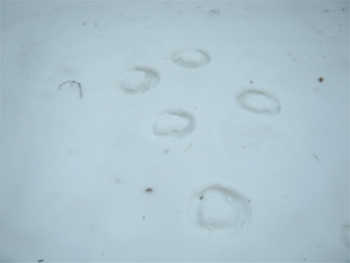 some footprints in the snow of two dogs