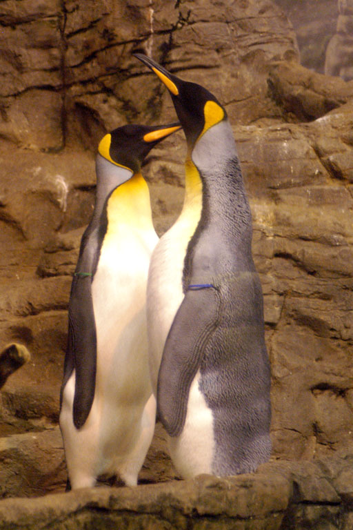 two penguins playing together on the rocks