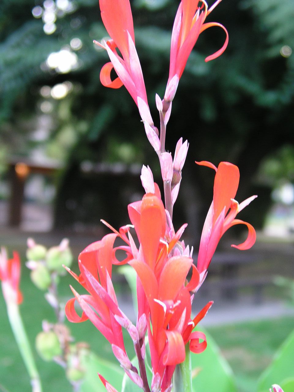 a small orange flower next to green leaves