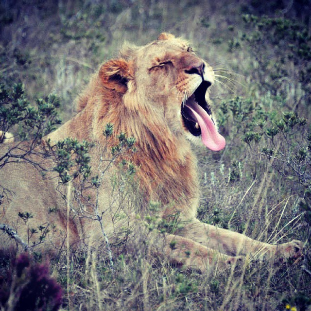 a large, male lion with its open mouth up