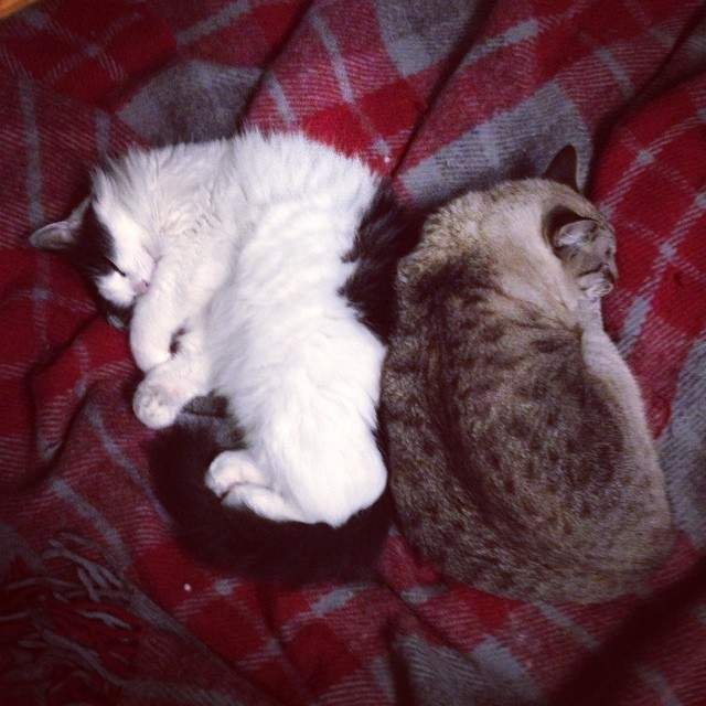 two cats are lying down on a bed