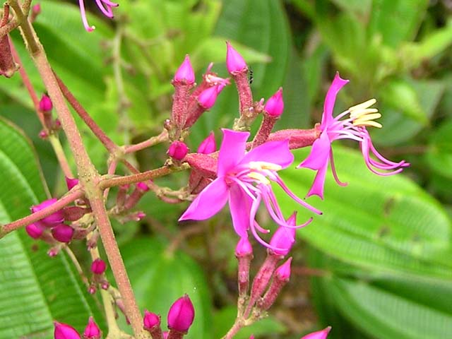 a small purple flower is blooming in the wild