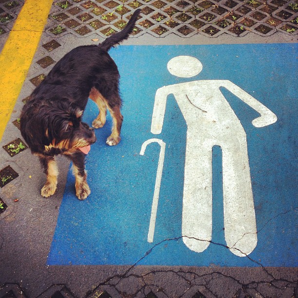 there is a dog that is standing on the sidewalk next to the handicapped sign