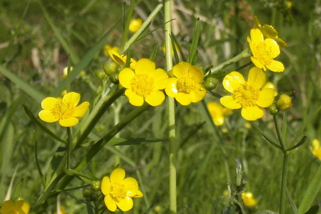 some very pretty yellow flowers growing in a field