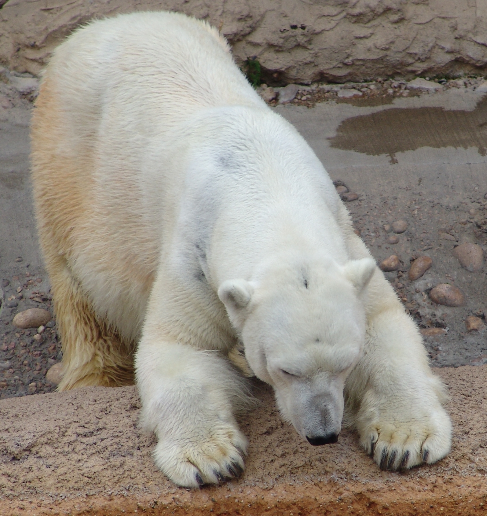a large white polar bear laying on its stomach