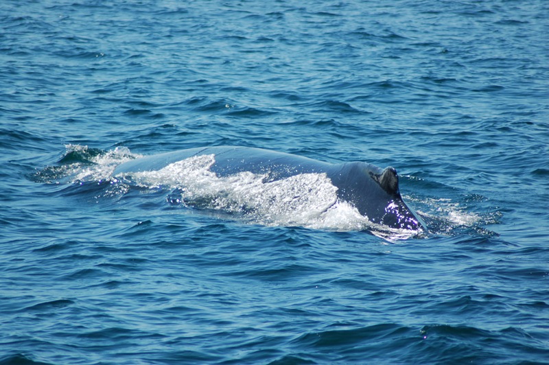 a whale on the ocean with a big snout