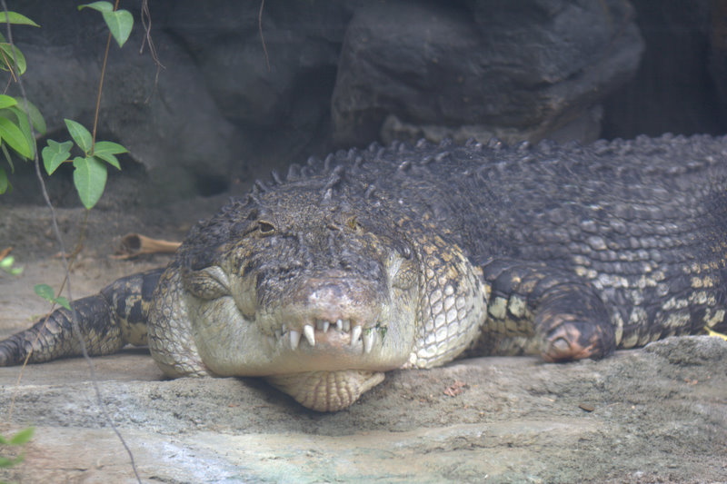a large alligator lies on a stone outside
