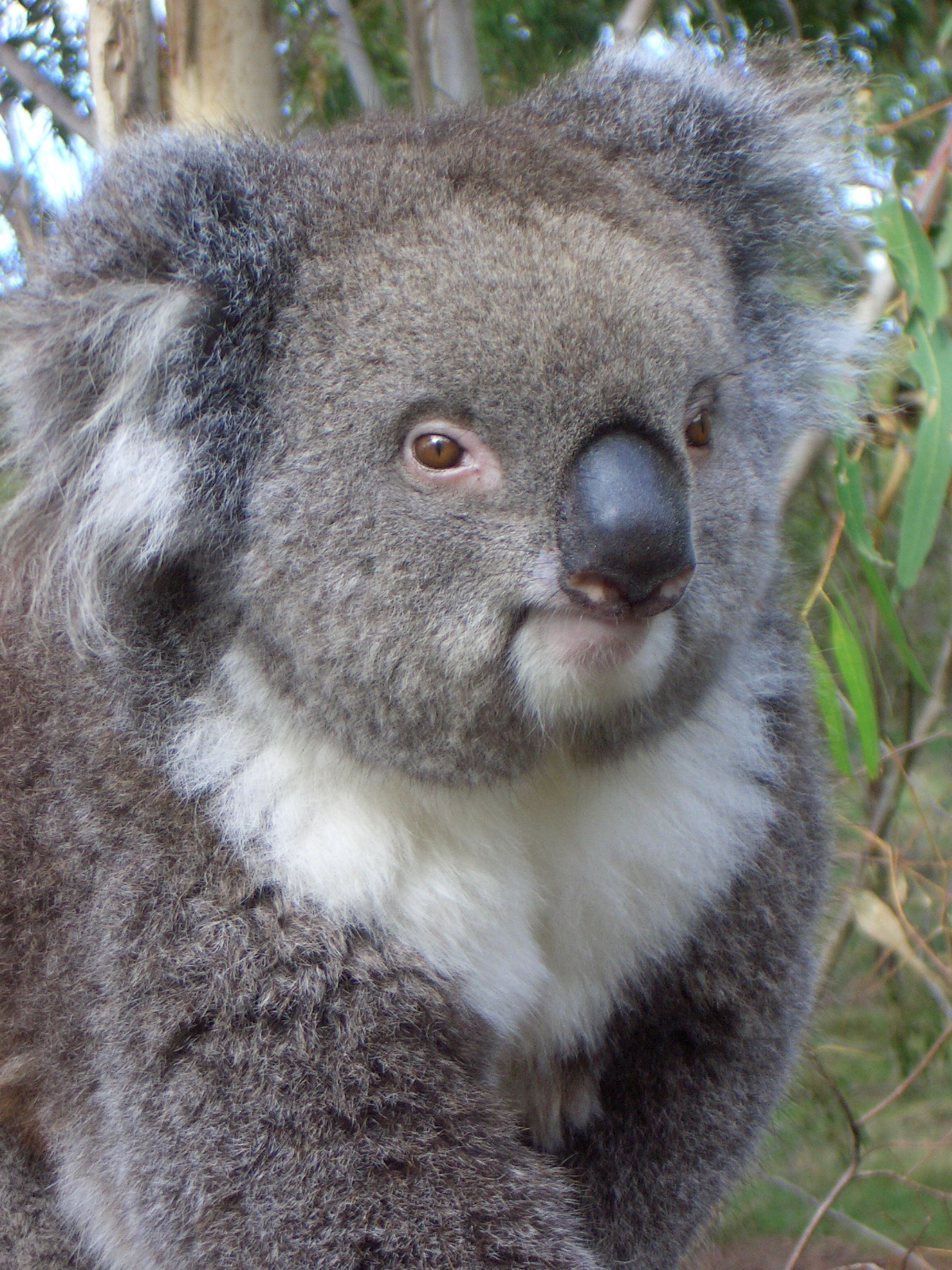 a large gray and white koala standing next to a tree