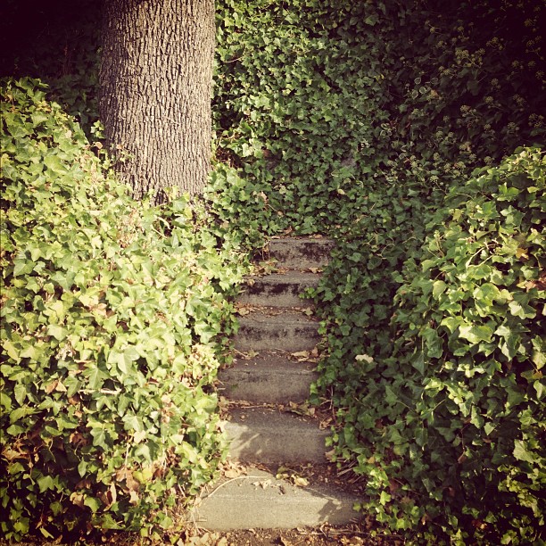 a pathway is winding next to trees in the bush