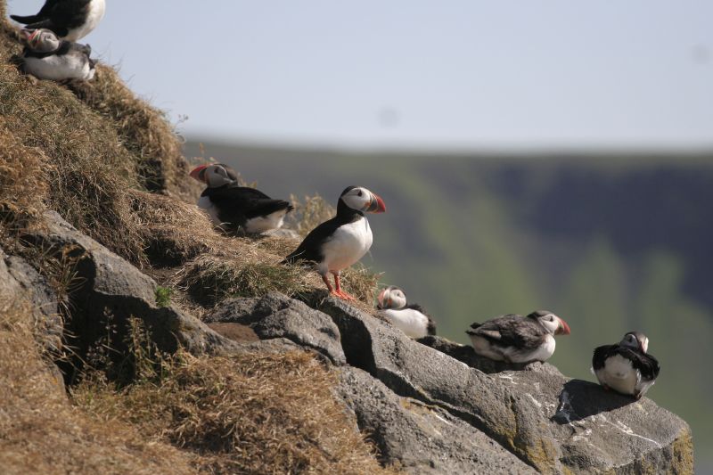 a small group of seagulls are standing on a rock cliff