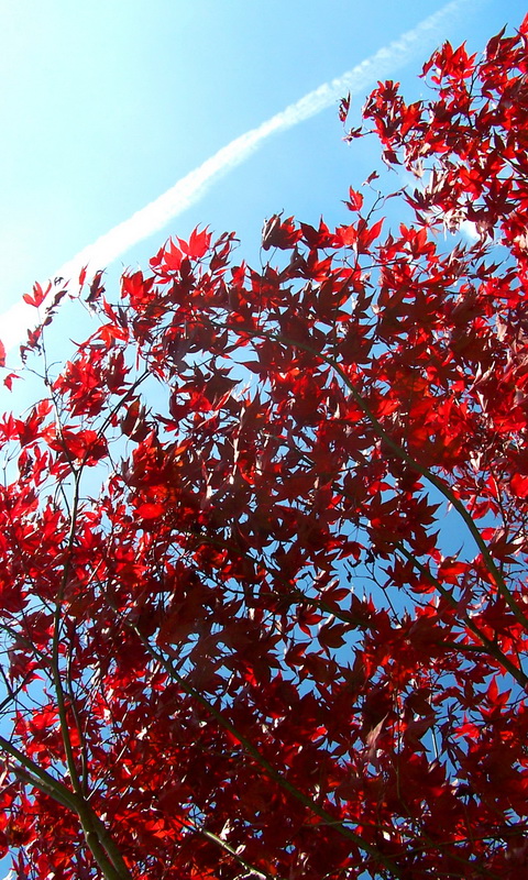 bright red trees against a blue sky in the sunlight