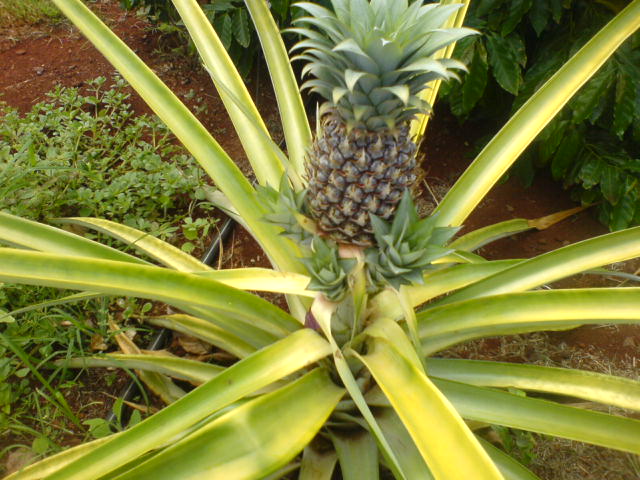 there is a pineapple in this plant with small leaves