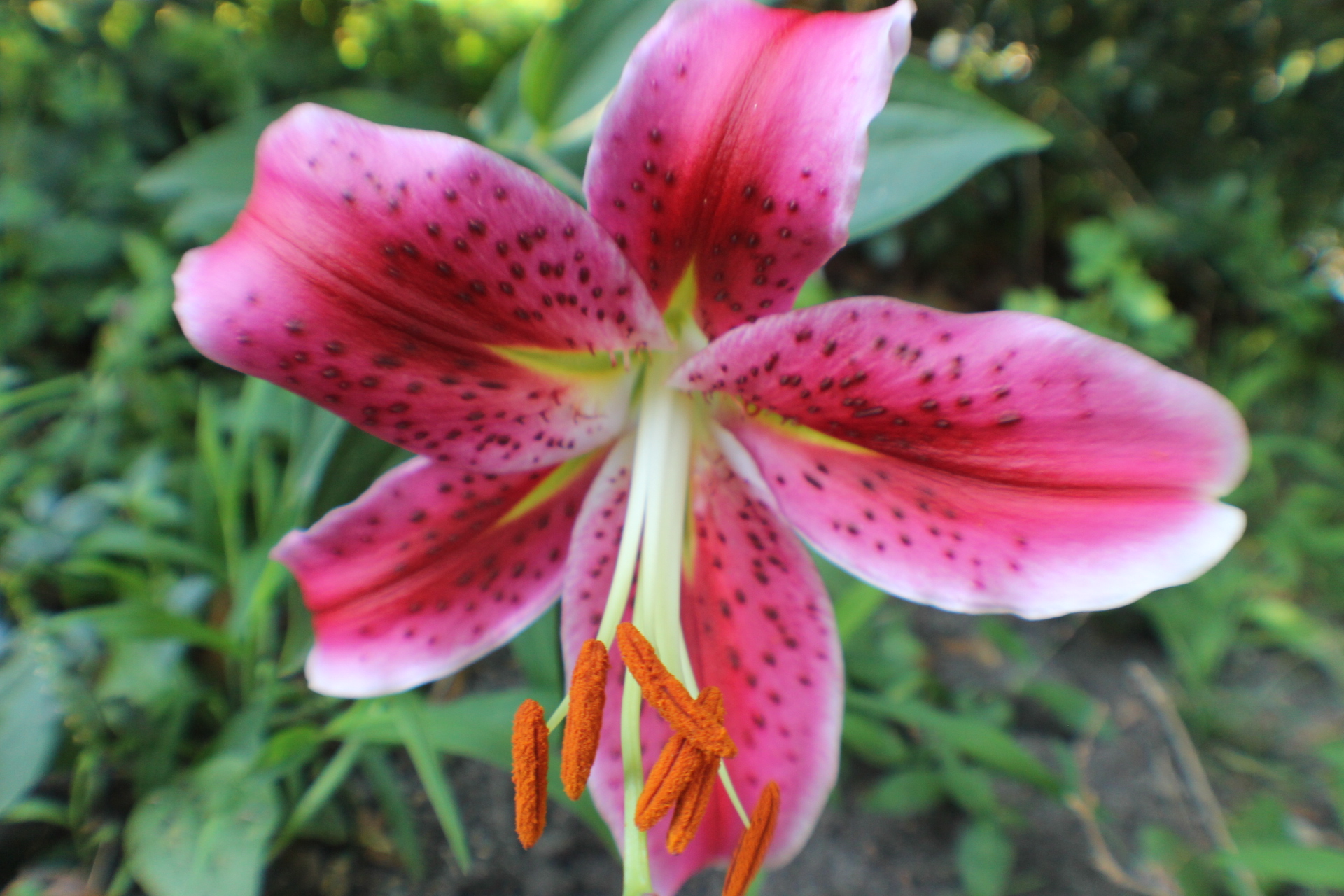 a bright pink flower with orange stamens in the center