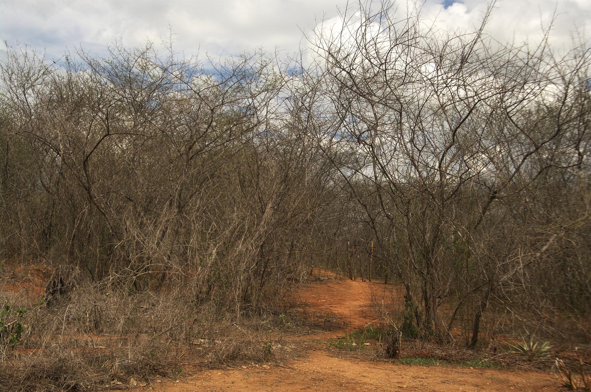 a dirt road in a wooded area, surrounded by brush