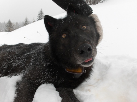 a black dog sitting in the snow in the winter