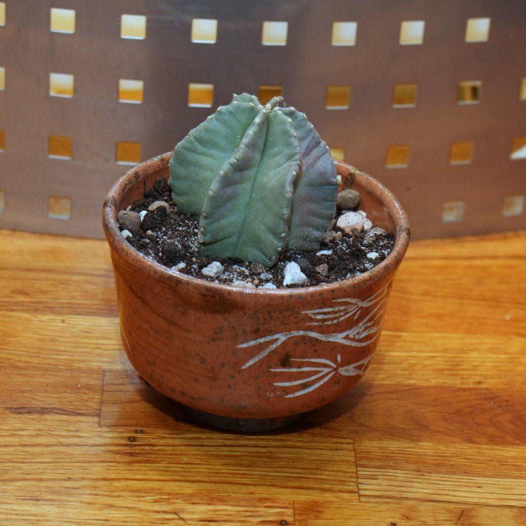 a plant sitting in a pot on a wooden surface
