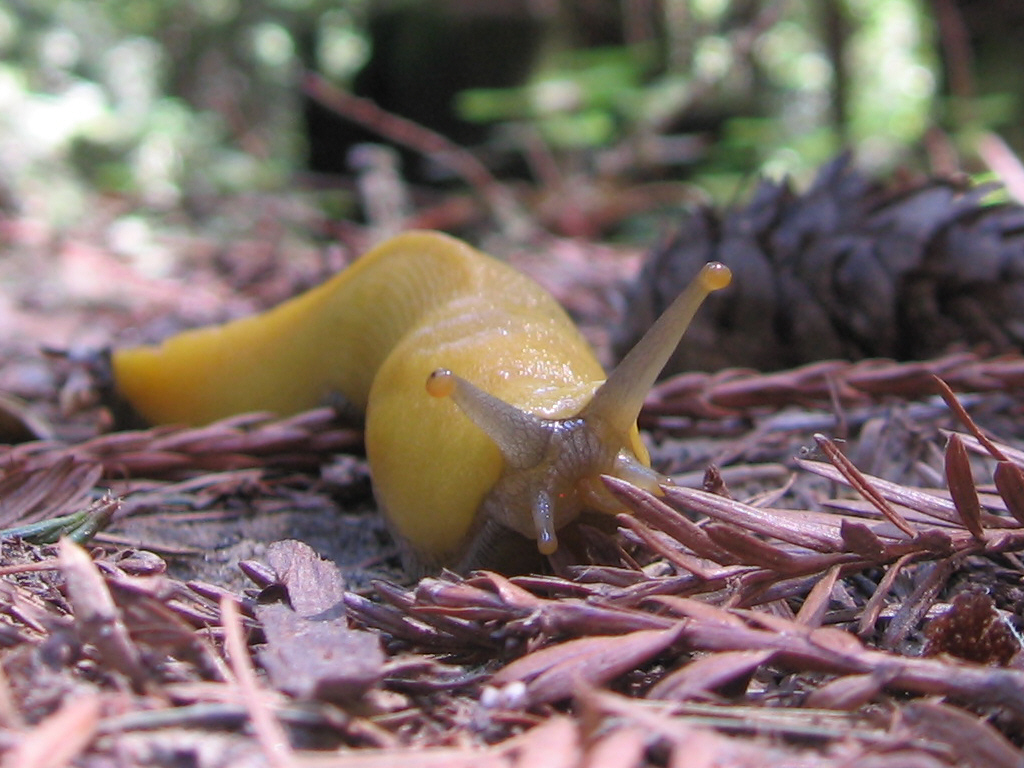 a slug crawling around on the ground in a forest