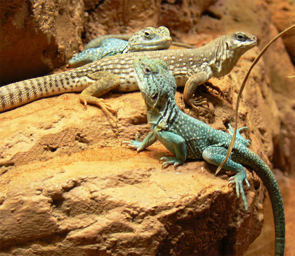 two lizards that are climbing on some rocks