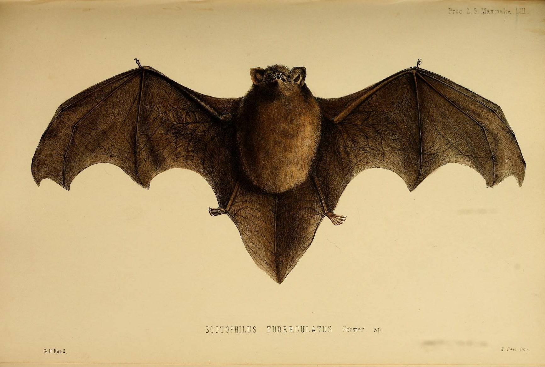 a bat is shown in a sepia - colored painting