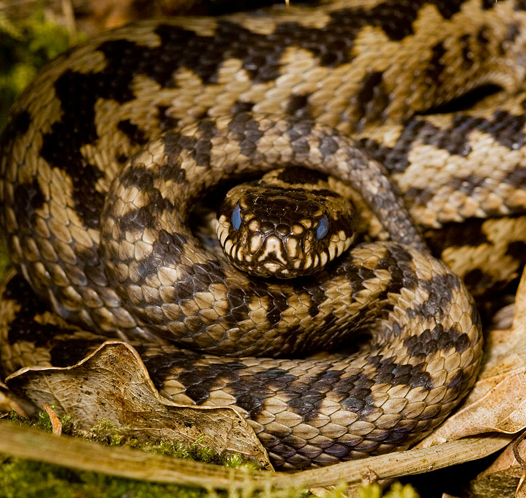 a closeup view of a snake in the grass