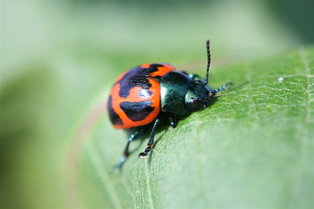 a colorful bug is sitting on a leaf