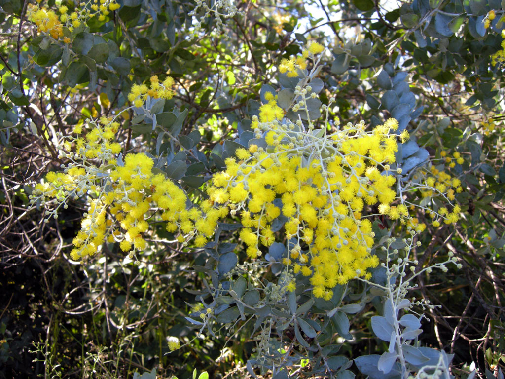 yellow flowers blooming in the middle of a forest
