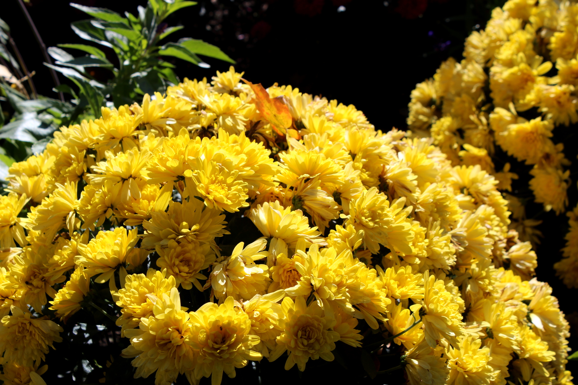 a cluster of yellow flowers near one another