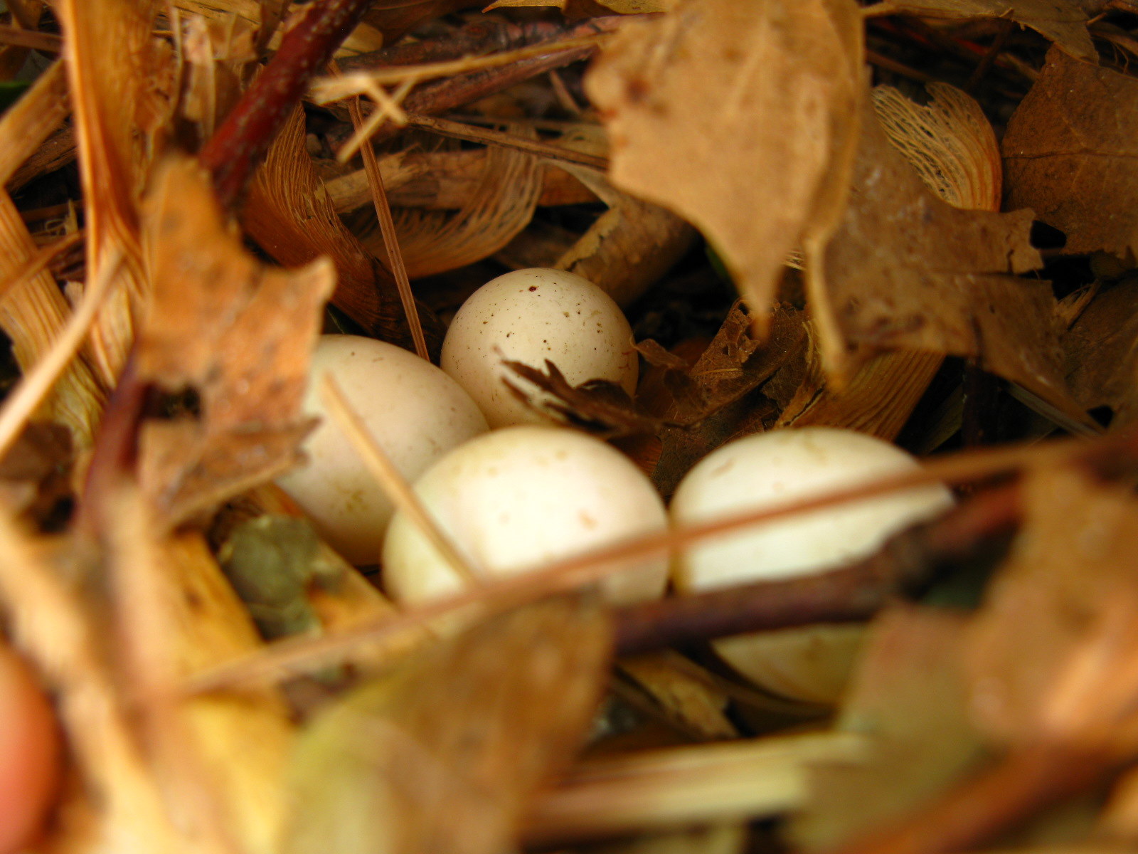 a pile of birds eggs with leaf on the ground