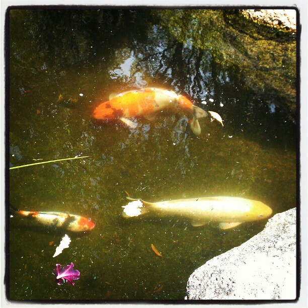 two large koi fish swimming inside of a pond