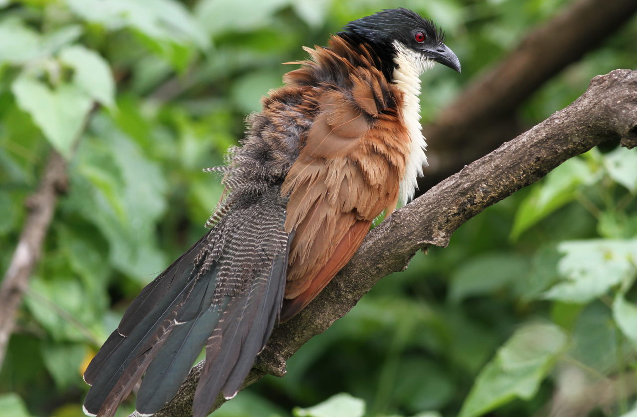 a black, white and orange bird sits on a nch