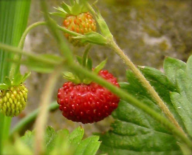 three strawberries on the stalk, with leaves behind them