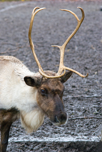 a reindeer with long horns standing in mud