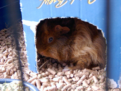 a small brown rodent in a blue cardboard box