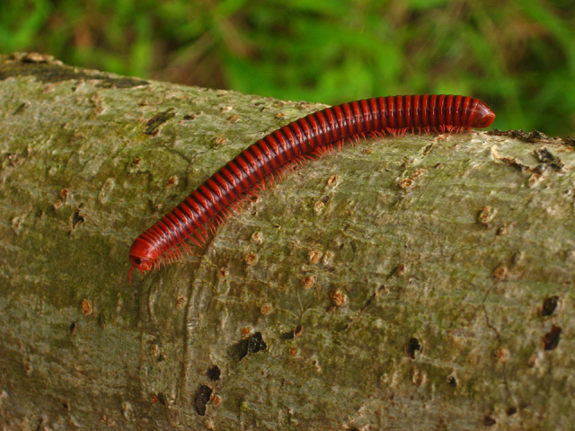 a very cute red caterpillar sitting on a tree