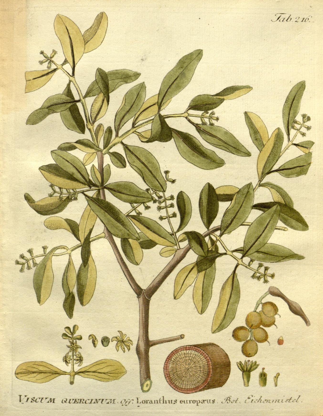 a drawing of the top part of a tree showing fruit on it