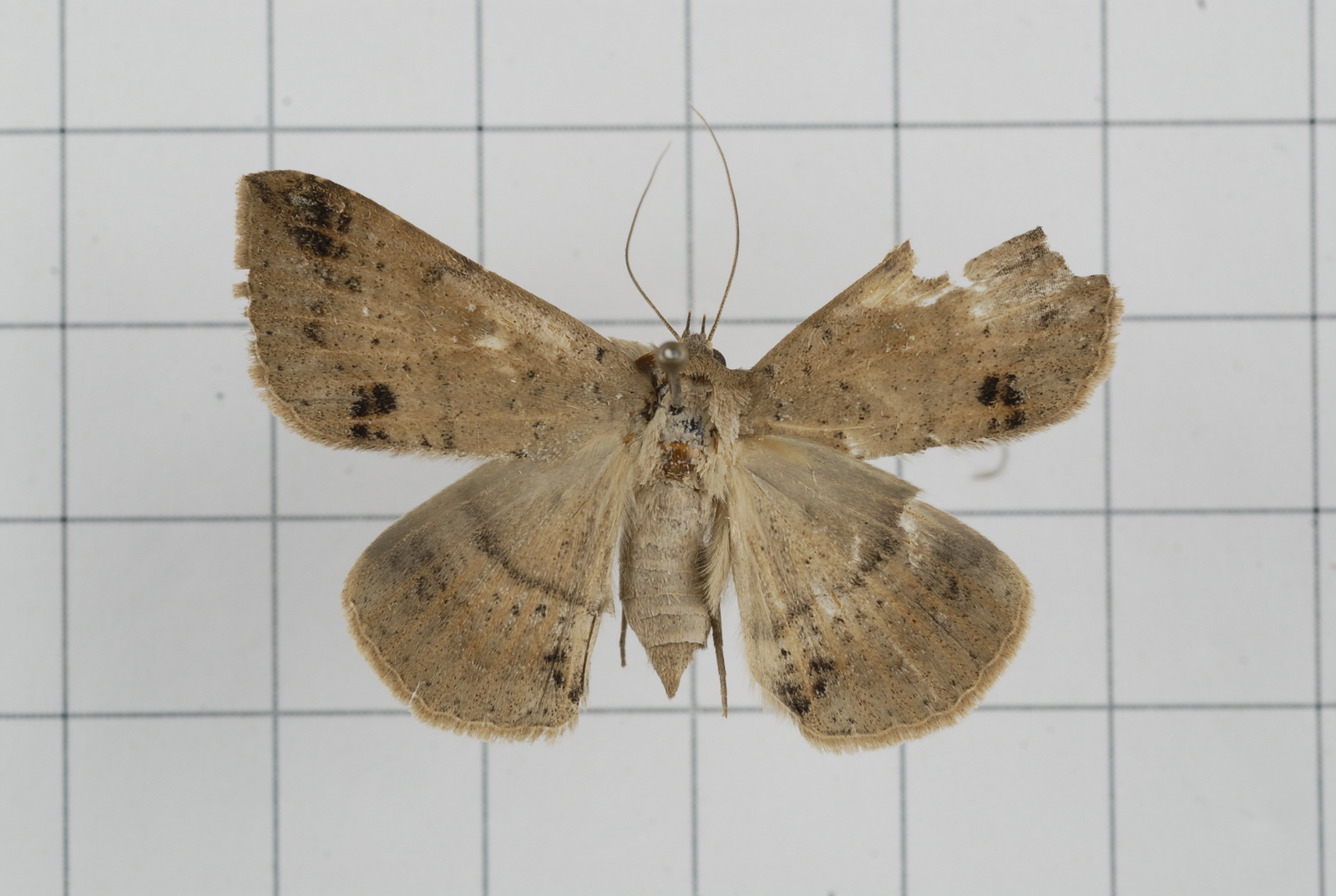 a brown and white moth is sitting on a white tile