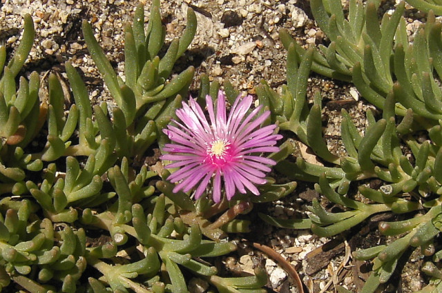a small purple flower sitting in the middle of a dirt field