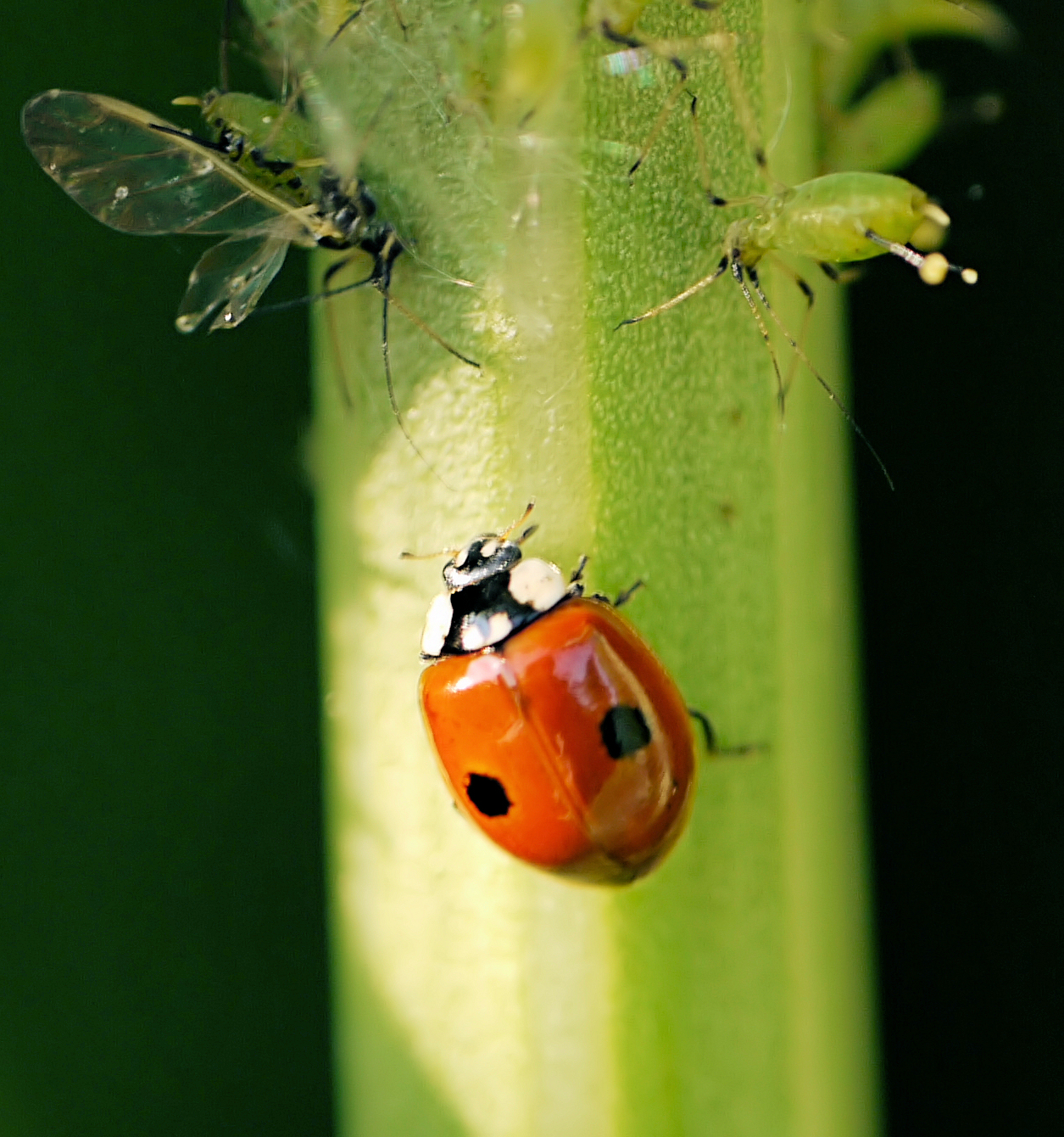 two insect mating on green stem with another one with it