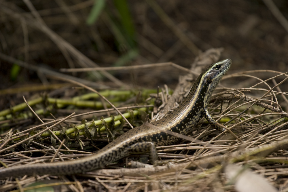 a small lizard on the ground near some grass and twigs